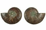 Cut & Polished, Agatized Ammonite Fossil - Madagascar #317681-1